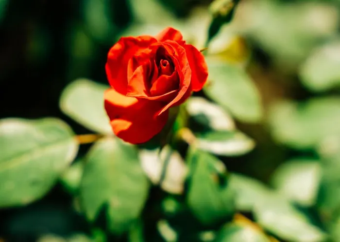 A Dei Marmi Villa Forte dei Marmi